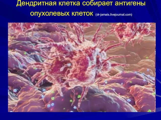 Дендритная клетка собирает антигены опухолевых клеток (dr-jamais.livejournal.com)