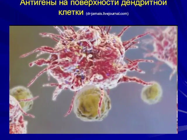 Антигены на поверхности дендритной клетки (dr-jamais.livejournal.com)