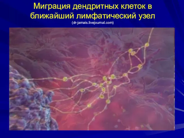 Миграция дендритных клеток в ближайший лимфатический узел (dr-jamais.livejournal.com)