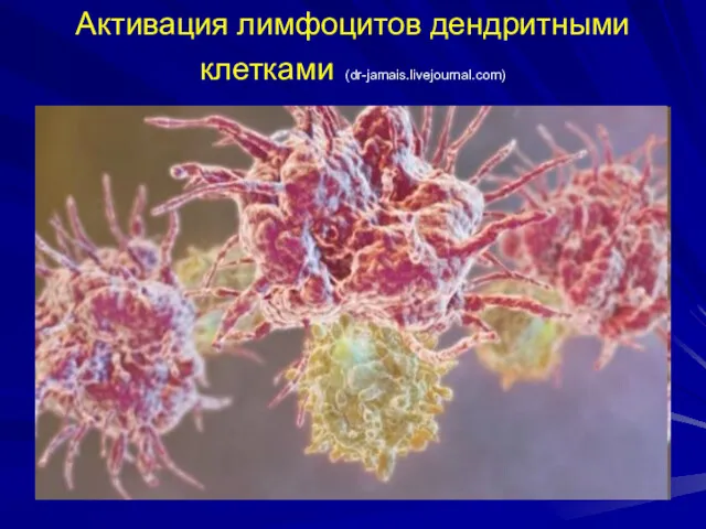 Активация лимфоцитов дендритными клетками (dr-jamais.livejournal.com)