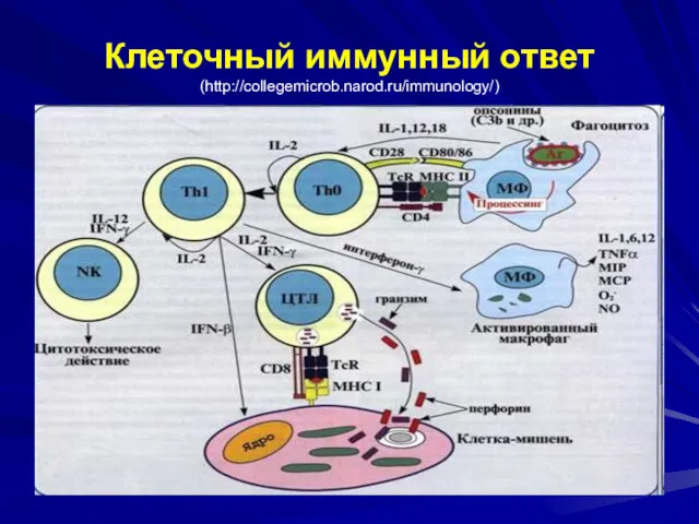 Клеточный иммунный ответ (http://collegemicrob.narod.ru/immunology/)