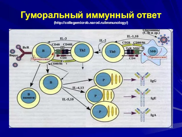 Гуморальный иммунный ответ (http://collegemicrob.narod.ru/immunology/)