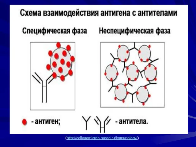 (http://collegemicrob.narod.ru/immunology/)