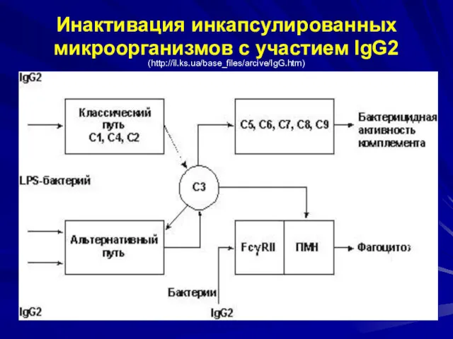 Инактивация инкапсулированных микроорганизмов с участием IgG2 (http://il.ks.ua/base_files/arcive/IgG.htm)
