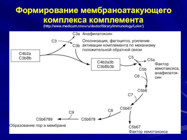 Формирование мембраноатакующего комплекса комплемента (http://www.medicum.nnov.ru/doctor/library/immunology/Lolor/)