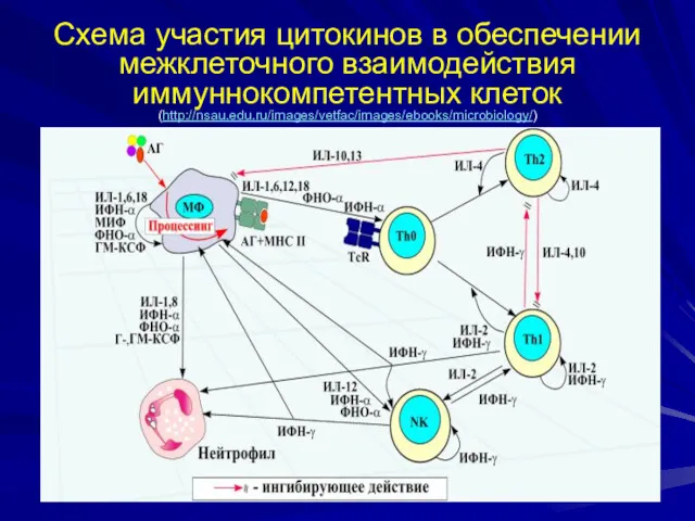 Схема участия цитокинов в обеспечении межклеточного взаимодействия иммуннокомпетентных клеток (http://nsau.edu.ru/images/vetfac/images/ebooks/microbiology/)