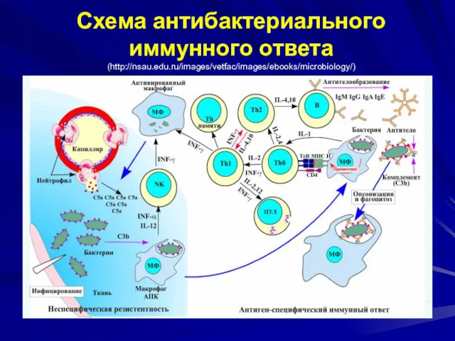 Схема антибактериального иммунного ответа (http://nsau.edu.ru/images/vetfac/images/ebooks/microbiology/)