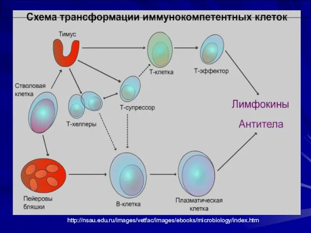 http://nsau.edu.ru/images/vetfac/images/ebooks/microbiology/index.htm