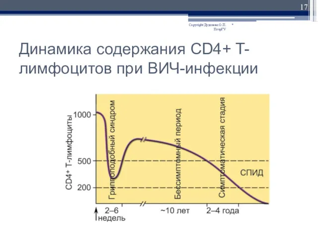 Динамика содержания CD4+ T-лимфоцитов при ВИЧ-инфекции * Copyright Дуданова О.П. ПетрГУ