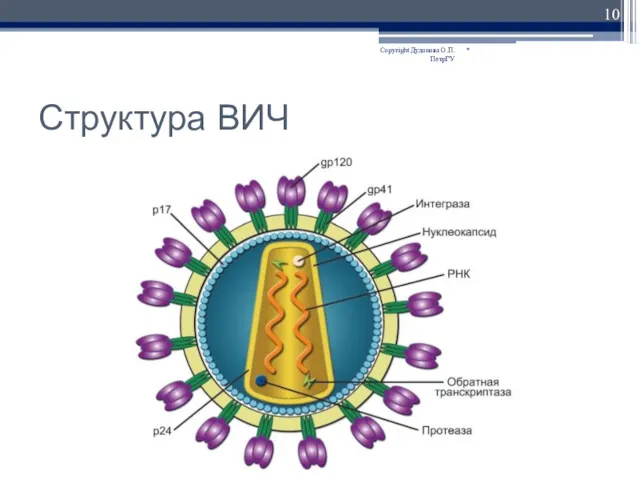 Структура ВИЧ * Copyright Дуданова О.П. ПетрГУ