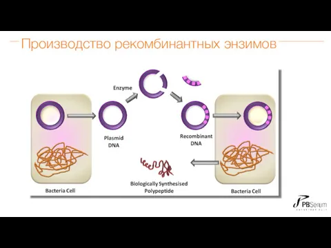 Производство рекомбинантных энзимов