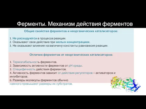 Общие свойства ферментов и неорганических катализаторов: 1. Не расходуются в