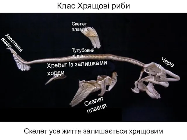 Клас Хрящові риби Скелет усе життя залишається хрящовим Череп Хребет