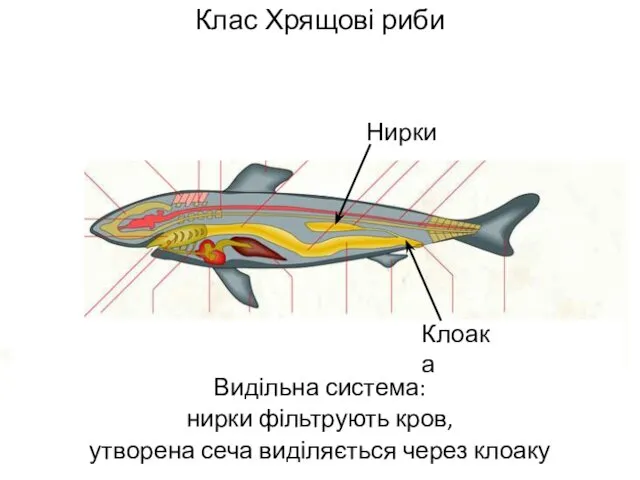 Клас Хрящові риби Видільна система: нирки фільтрують кров, утворена сеча виділяється через клоаку Нирки Клоака