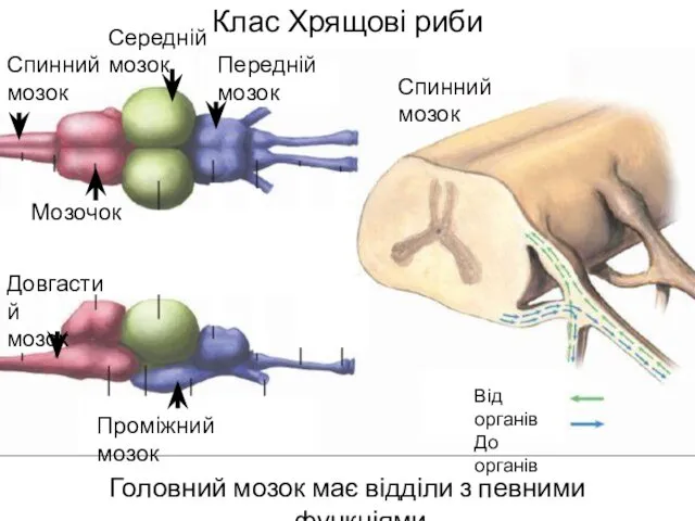 Клас Хрящові риби Головний мозок має відділи з певними функціями