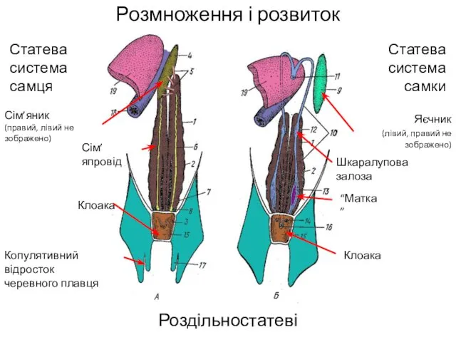 Розмноження і розвиток Роздільностатеві Статева система самця Статева система самки