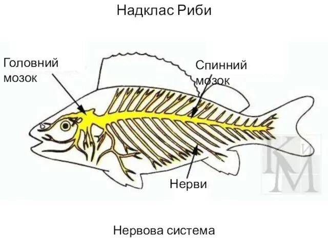 Надклас Риби Нервова система Головний мозок Спинний мозок Нерви