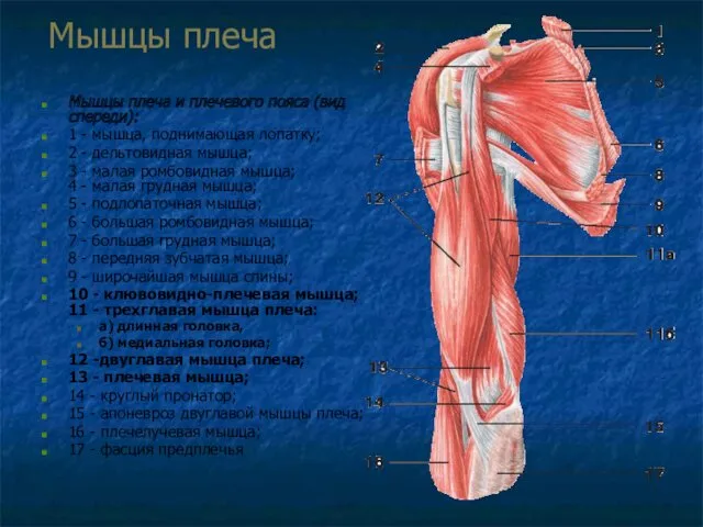 Мышцы плеча Мышцы плеча и плечевого пояса (вид спереди): 1 - мышца, поднимающая