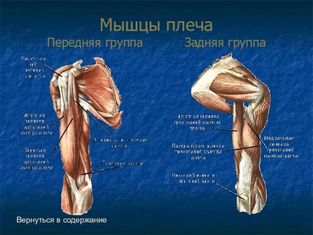 Мышцы плеча Передняя группа Задняя группа Вернуться в содержание