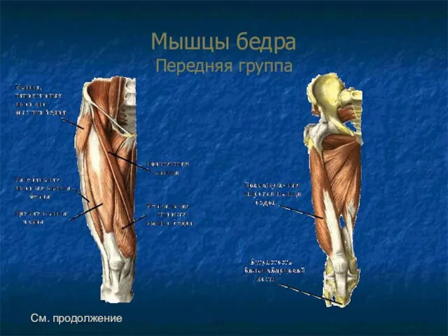 Мышцы бедра Передняя группа См. продолжение