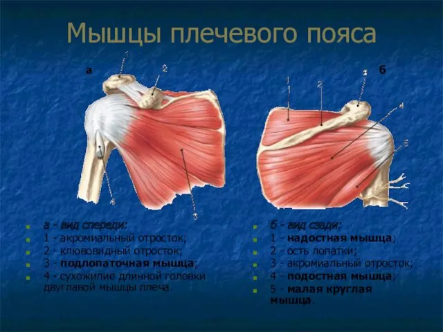 Мышцы плечевого пояса а - вид спереди: 1 - акромиальный отросток; 2 -