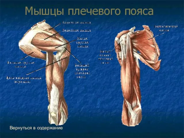 Мышцы плечевого пояса Вернуться в содержание