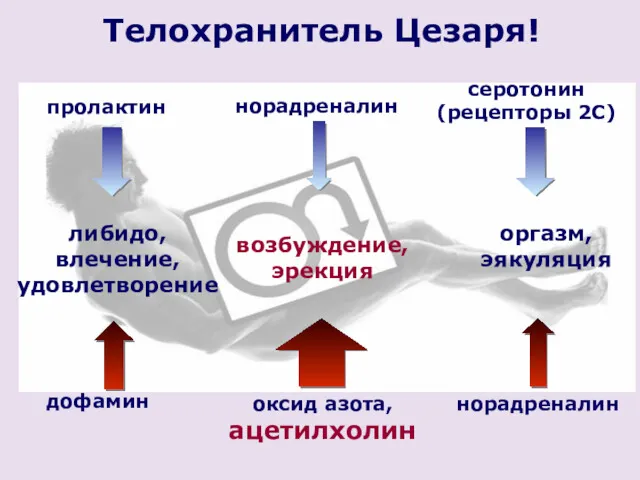 либидо, влечение, удовлетворение возбуждение, эрекция оргазм, эякуляция дофамин пролактин оксид