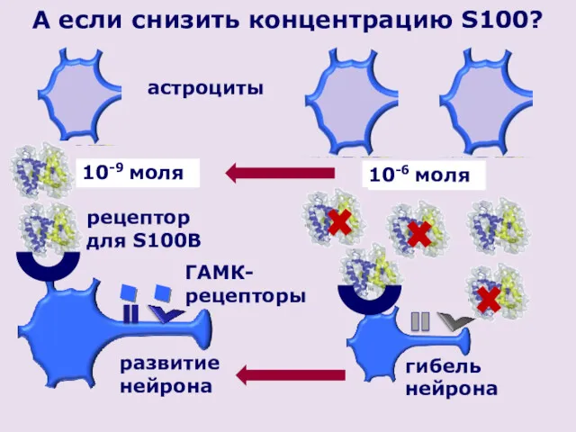 10-9 моля рецептор для S100B А если снизить концентрацию S100?