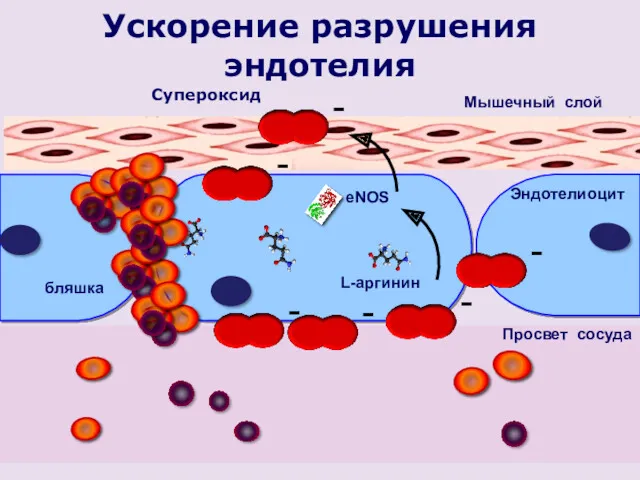 L-аргинин Эндотелиоцит Просвет сосуда Мышечный слой eNOS Ускорение разрушения эндотелия бляшка Супероксид