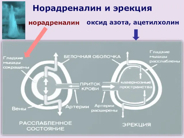 норадреналин оксид азота, ацетилхолин Норадреналин и эрекция