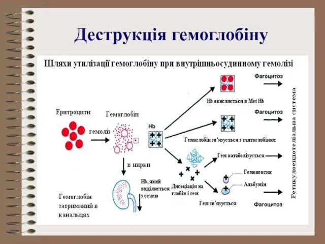 Деструкція гемоглобіну