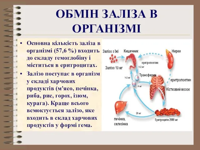 ОБМІН ЗАЛІЗА В ОРГАНІЗМІ Основна кількість заліза в організмі (57,6