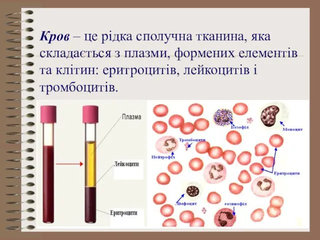 Кров – це рідка сполучна тканина, яка складається з плазми,