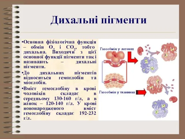 Основна фізіологічна функція – обмін О2 і СО2, тобто дихальна.