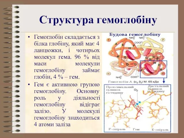 Структура гемоглобіну Гемоглобін складається з білка глобіну, який має 4