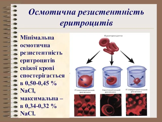 Осмотична резистентність еритроцитів Мінімальна осмотична резистентність еритроцитів свіжої крові спостерігається