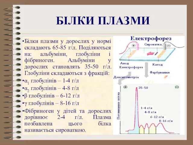 БІЛКИ ПЛАЗМИ Білки плазми у дорослих у нормі складають 65-85