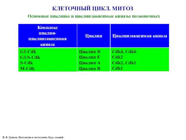 Основные циклины и циклинзависимые киназы позвоночных Комплекс циклин-циклинзависимая киназа Циклин