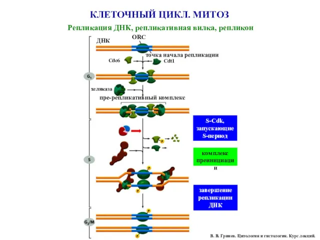 В. В. Гринев. Цитология и гистология. Курс лекций. КЛЕТОЧНЫЙ ЦИКЛ. МИТОЗ Репликация ДНК, репликативная вилка, репликон