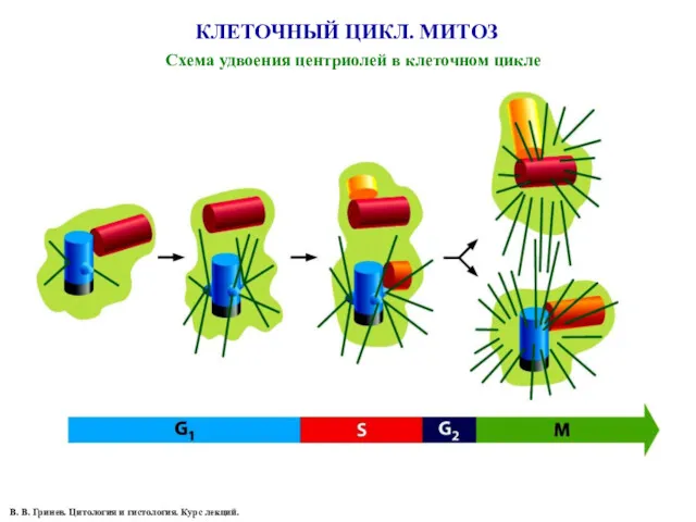 Схема удвоения центриолей в клеточном цикле В. В. Гринев. Цитология