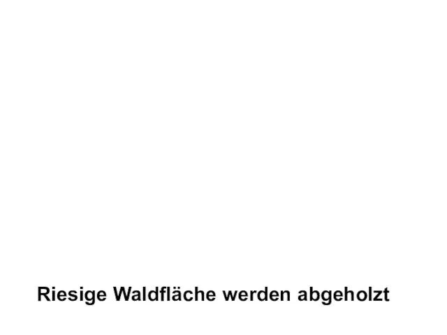 Riesige Waldfläche werden abgeholzt