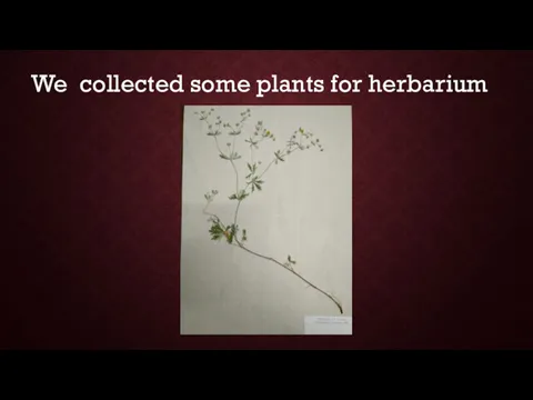 We collected some plants for herbarium