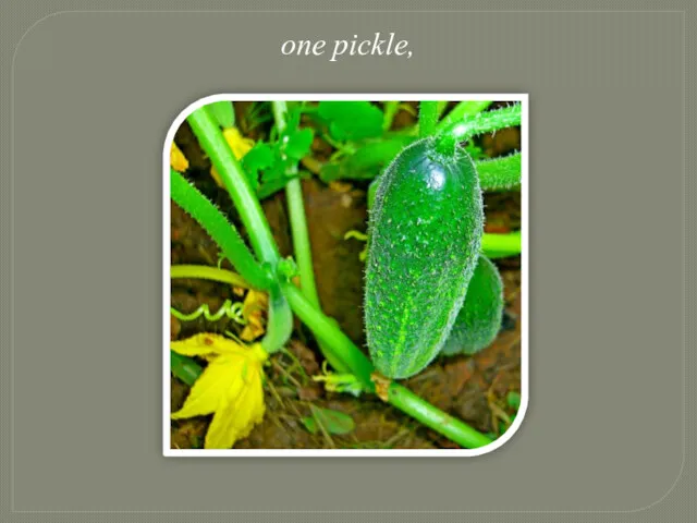 one pickle,