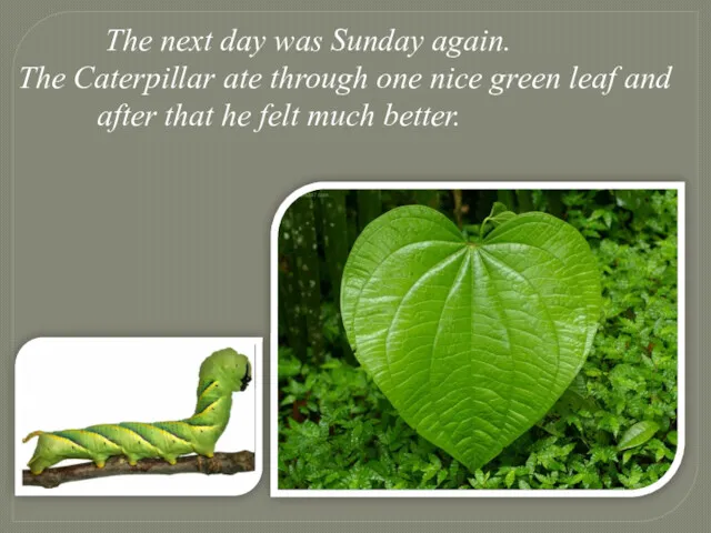 The next day was Sunday again. The Caterpillar ate through