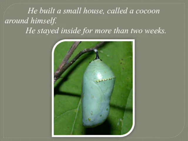 He built a small house, called a cocoon around himself.