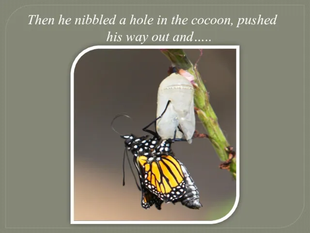 Then he nibbled a hole in the cocoon, pushed his way out and…..