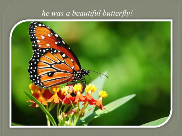 he was a beautiful butterfly!