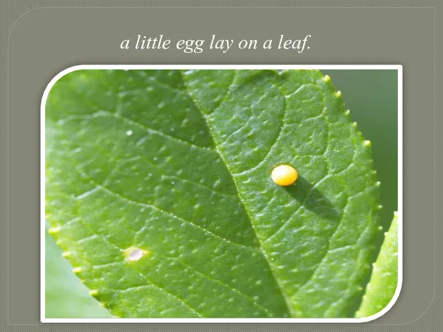 a little egg lay on a leaf.