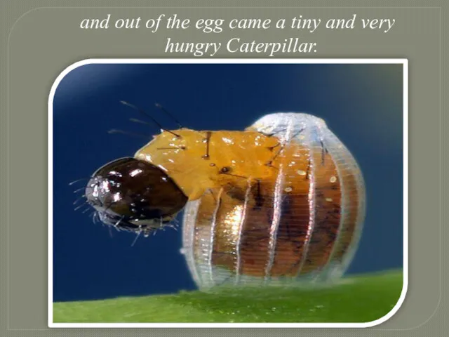and out of the egg came a tiny and very hungry Caterpillar.