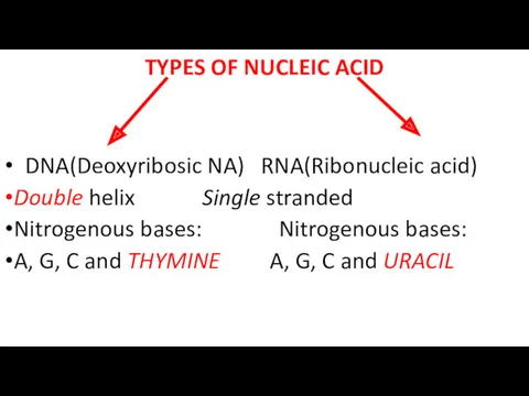TYPES OF NUCLEIC ACID DNA(Deoxyribosic NA) RNA(Ribonucleic acid) Double helix Single stranded Nitrogenous